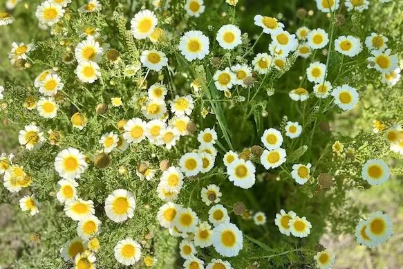 Wildflowers along a hillside