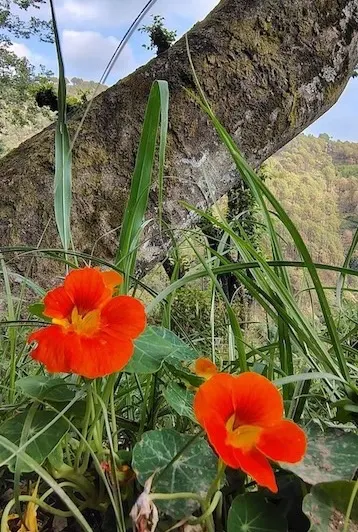 Valley flowers